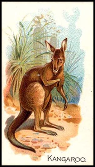 25 Kangaroo